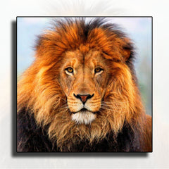 Lions on Canvas