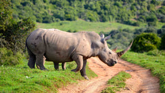 Rhinoceros on Canvas