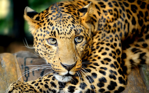 Leopard Pic 1