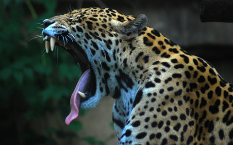 Leopard Pic 3