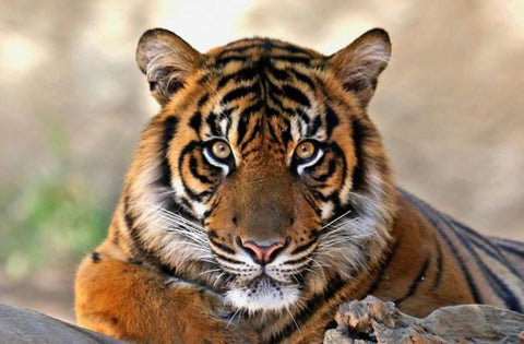 Tiger Pic 3