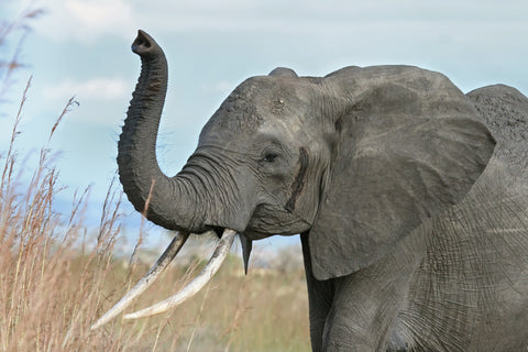 Elephant Pic 3