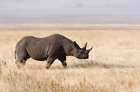 Rhinoceros Pic 4