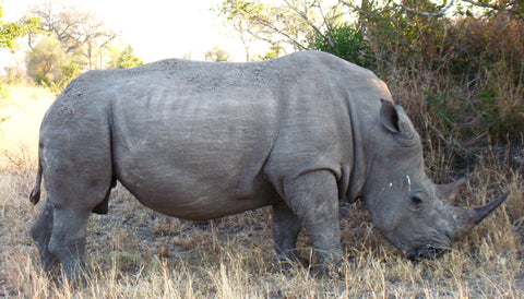 Rhinoceros Pic 3