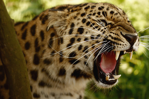 Leopard Pic 2