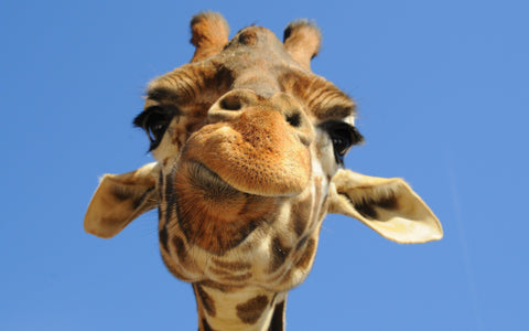 Giraffe Pic 1