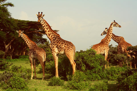 Giraffe Pic 3