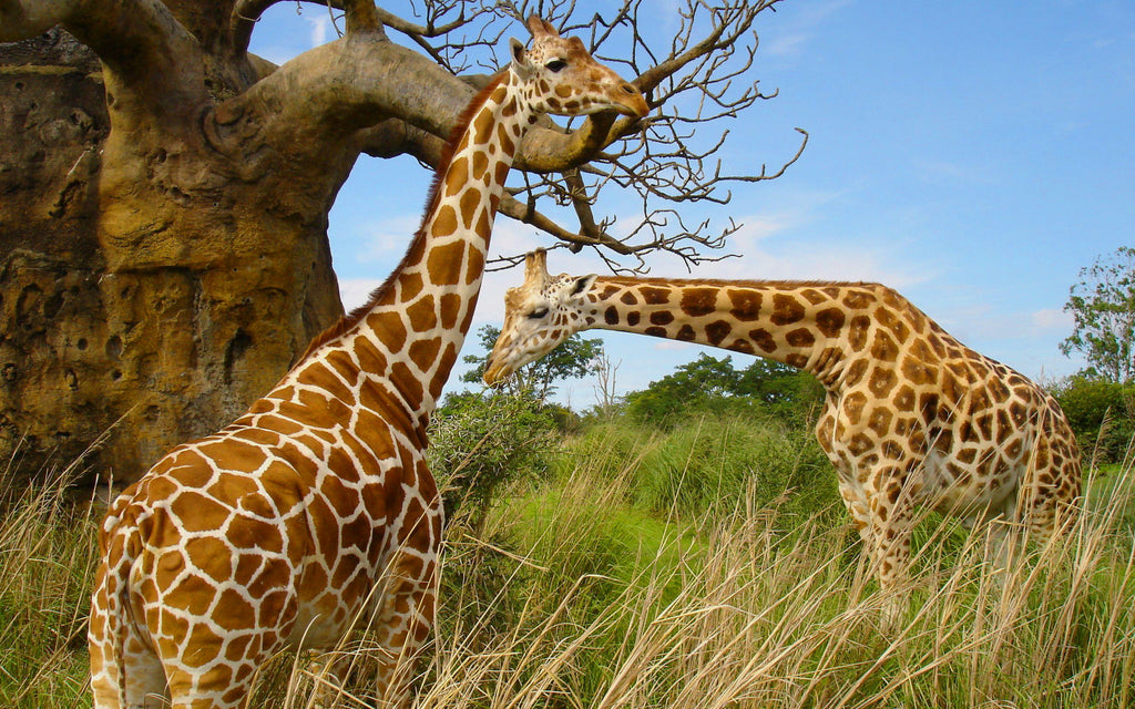 Giraffe Pic 2