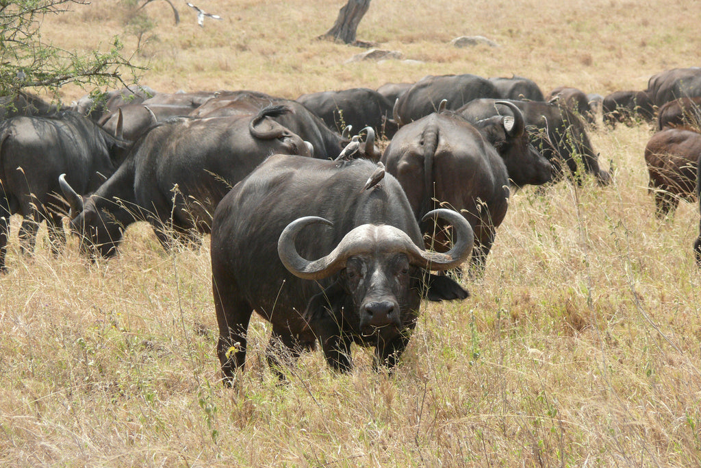 Buffalo Pic 3