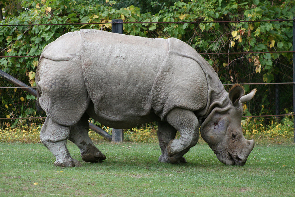 Rhinoceros Pic 2