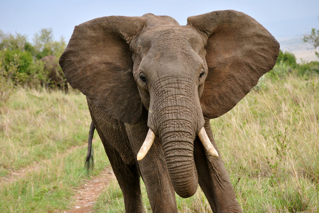 Elephant Pic 4