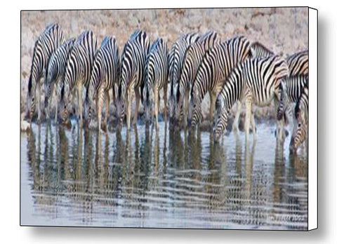 Zebras at water