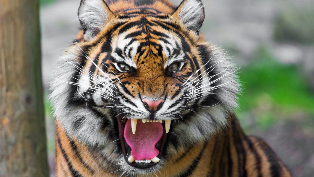 Tiger Pic 1